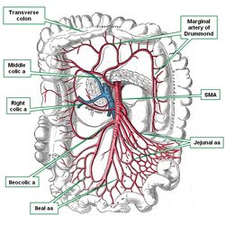 Superior mesenteric artery. Gray, 1918. a=artery; aa=arteries