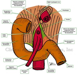 Anterior view of the duodenum and suspensory muscle of the duodenum
