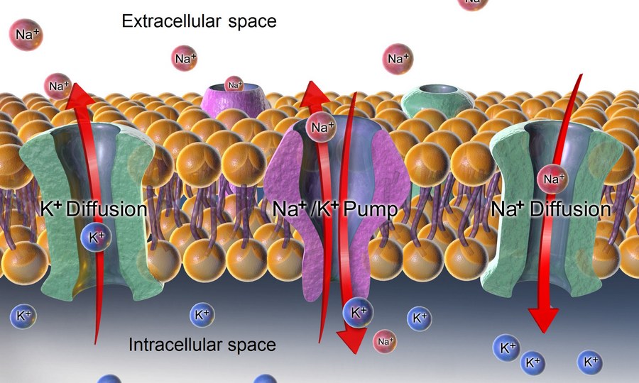 Sodium-Potassium pump