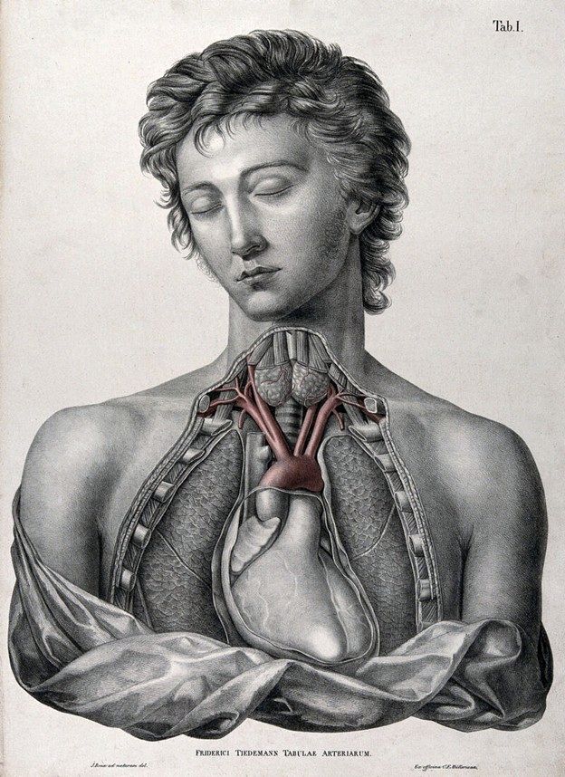 “Tabulae Arteriarum Corporis Humani” F. Tiedemann “Tabulae Arteriarum Corporis Humani” F. Tiedemann