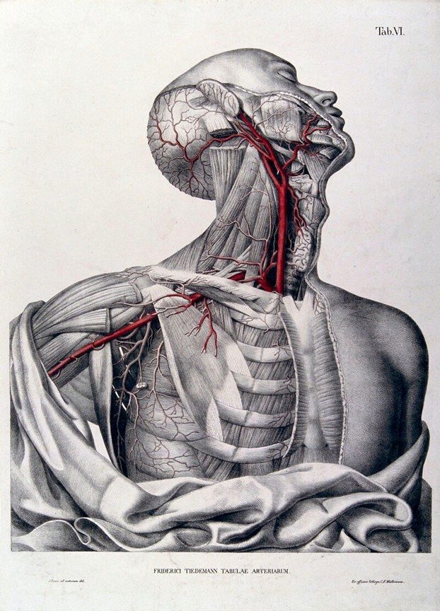 “Tabulae Arteriarum Corporis Humani” F. Tiedemann “Tabulae Arteriarum Corporis Humani” F. Tiedemann