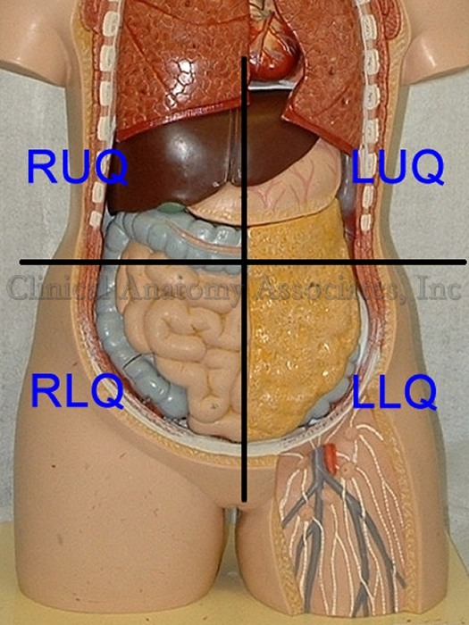 What are the abdominal quadrants?