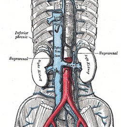 Anterior view of the IVC. Gray, 1918