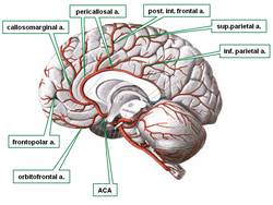 Anterior cerebral artery (ACA). a: artery; post: posterior; int: internal; sup: superior; inf:inferior. (Sobotta, 1945)