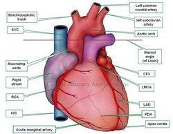 Heart, anterior view. SVC: superior vena cava. RCA: right coronary artery; IVC: inferior vena cava; CFX: circumflex artery; LMCA: left main coronary artery; LAD: left anterior descending artery 