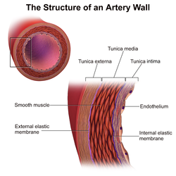 The structure of an arterial wall. Courtesy Blausen.com