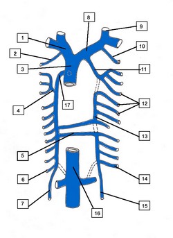 1. Right brachiocephalic vein 2. Right supreme intercostal vein 3. Superior vena cava 4. Right superior intercostal vein 5. Hemiazygos vein 6. Right subcostal vein 7. Right ascending lumbar vein 8. Left brachiocephalic vein 9. Left internal jugular vein 10. Left supreme intercostal vein 11. Left superior intercostal vein 12. Left posterior intercostal veins 13. Accessory hemiazygos vein 14. Left subcostal vein 15. Left ascending lumbar vein 16. Inferior vena cava