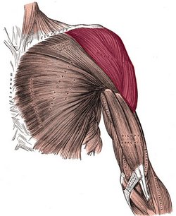 Deltoid muscle - Image modified from the original by Henry VanDyke Carter, MD. Public domain