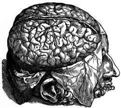 Brain dissection. dura mater open (Vesalius)