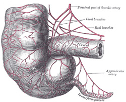 Terminal ileum, cecum, and vermiform appendix. Public domain