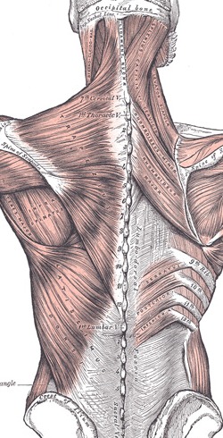Posterior view of the superficial and intermediate muscle layers of the back (bartleby.com)