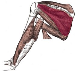 Infraspinatus muscle - Image modified from the original by Henry VanDyke Carter, MD. Public domain