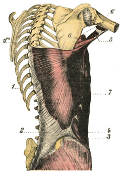Latissimus dorsi muscle (1) - Testut & Latarjet 1931. Public domain