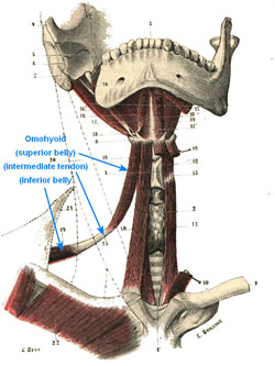 Omohyoid muscle - Image modified from the original. Public domain