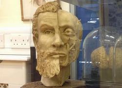 Wax bust of Andreas Vesalius by Pascale Pollier