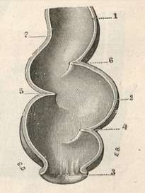1. Sigmoid colon 2. Rectum 3. Anus 4. Inferior rectal valve 5. Middle rectal valve 6. Superior rectal valve