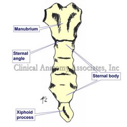 Sternum - Xiphoid appendix
