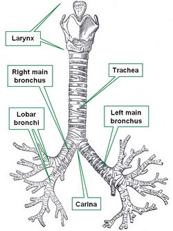 Tracheobronchial tree. Modified from www.bartleby.com